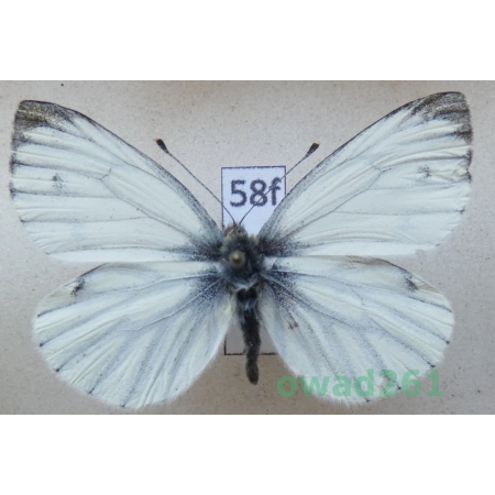 Pieris napi (Linnaeus, 1758) male Bielinek bytomkowiec Poland58f